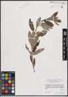 Foto von Salix cinerea L.